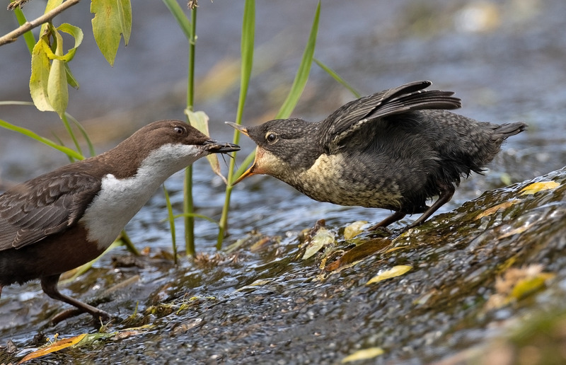 Dipper - Cinclus cinclus - Lakes, Streams and Ponds
