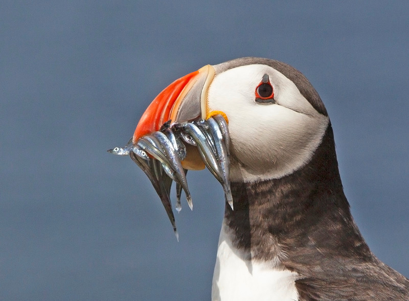 Puffin - Fratercula arctica - The Coast