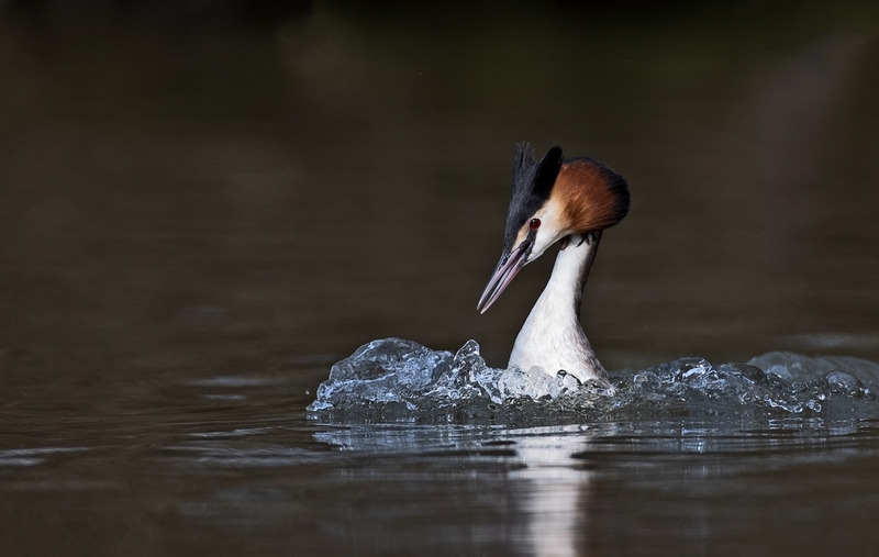 Great Crested Grebe - Podiceps cristatu - Lakes, Streams and Ponds