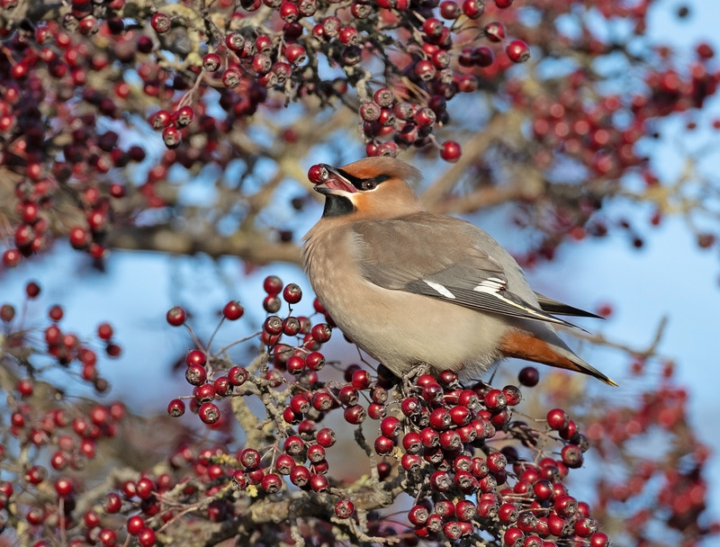 Waxwing - Bombycilla garrulus - Hedgerows and Woodland