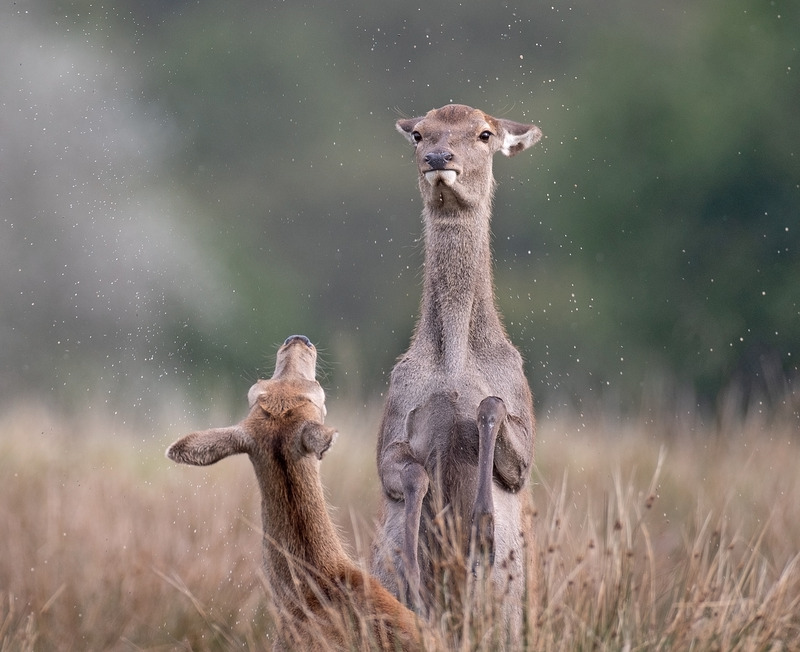 Red Deer Hind - Cervus elaphus - Mammals