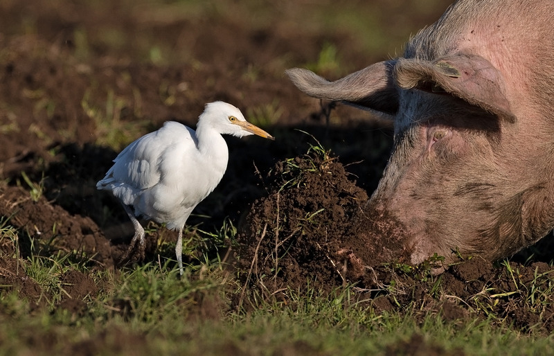 Cattle Egret - Bubulcus ibis - Lakes, Streams and Ponds