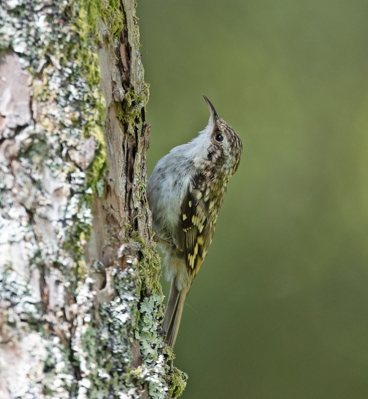 Tree Creeper | Ardnmurchan