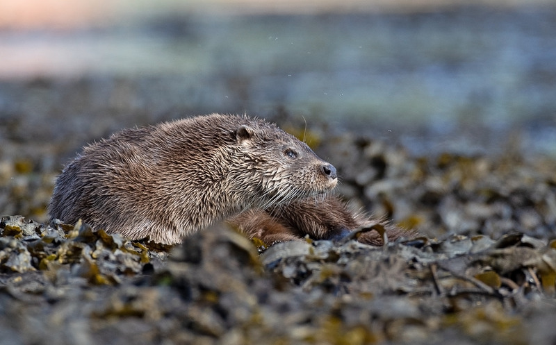 Otter - Lutra lutra - Ardnamurchan