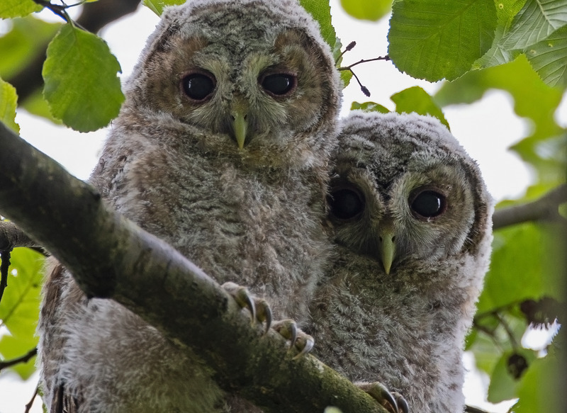 Tawny Owl - Strix aluco - Birds of prey