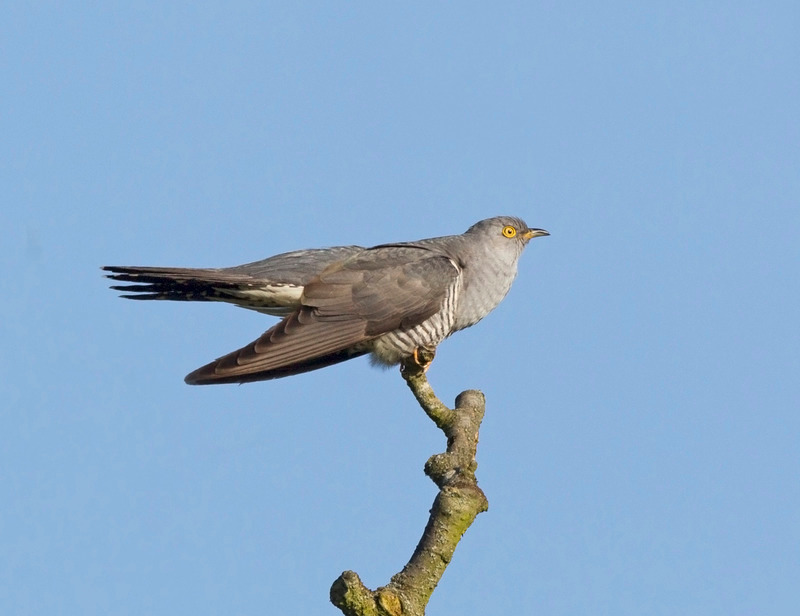 Cuckoo | Moore Nature Reserve