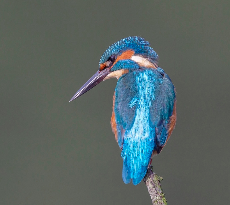 Kingfisher