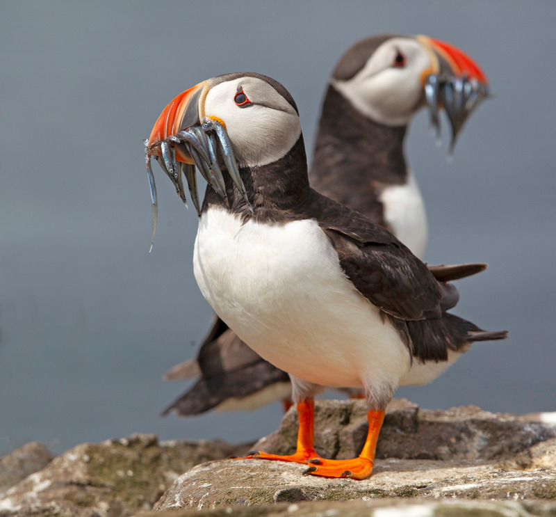 Puffin - Fratercula arctica - The Coast