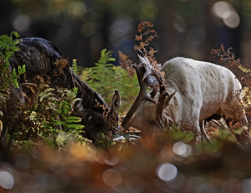 Fallow Deer - Dama dama - Mammals