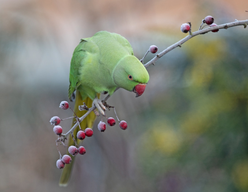 Ring necked Parakeet | Wildlife | Photography