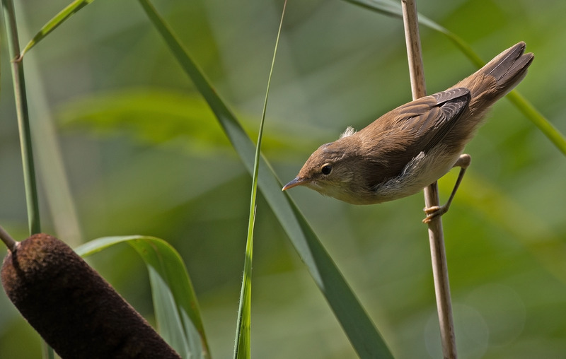 Reed Warbler - Acrocephalus scirpaceus - Lakes, Streams and Ponds