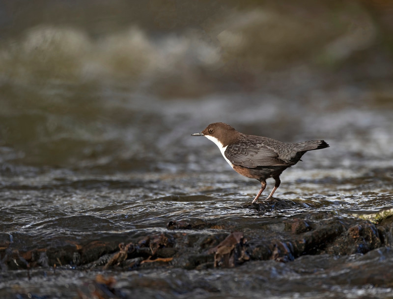 Dipper | North Wales