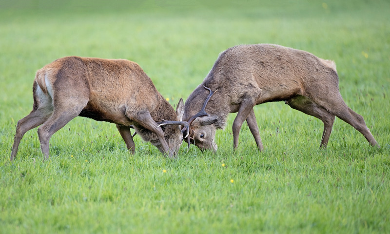 Red Deer Stags | Ardnamurchan