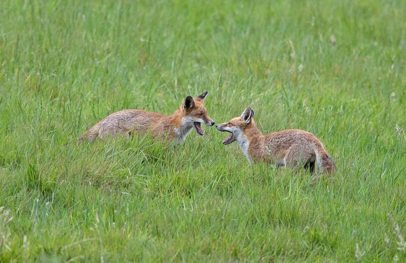 Red Fox - Vulpes vulpes - Mammals