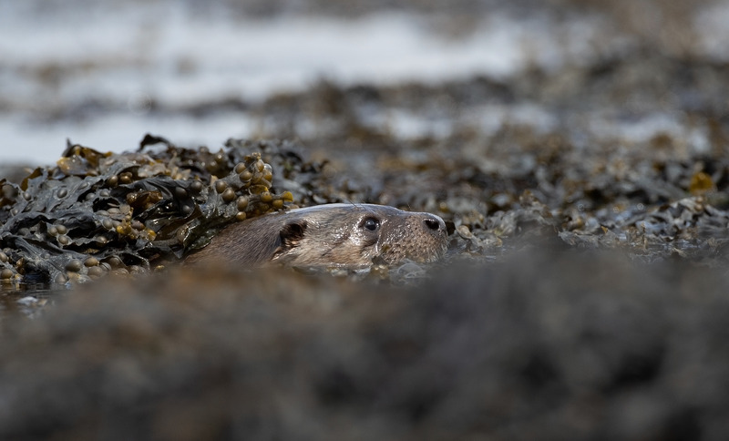 Otter - Lutra lutra - Ardnamurchan
