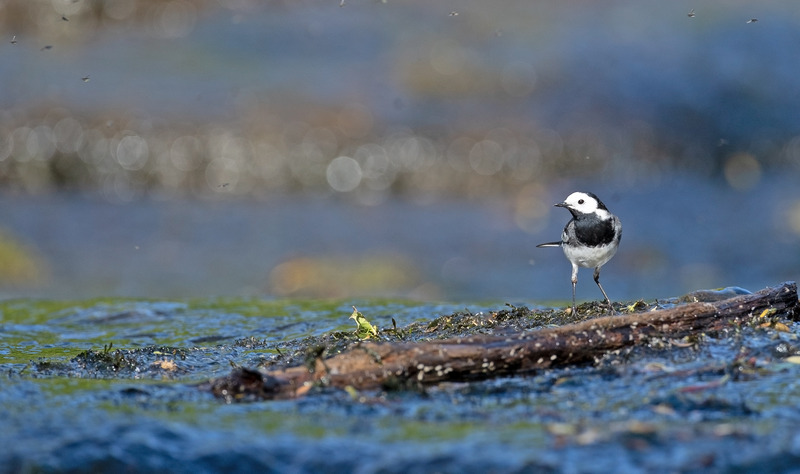 Pied Wagtail - Motacilla alba - Meadows, Fields and Open spaces