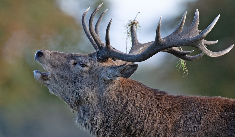 Red Deer - Cervus elaphus - Mammals