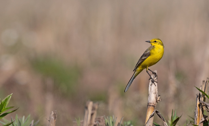 Yellow Wagtail - Motacilla flava - Meadows, Fields and Open spaces