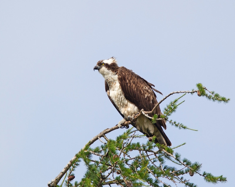 Osprey - Pandion haliaetus - Cairngorms