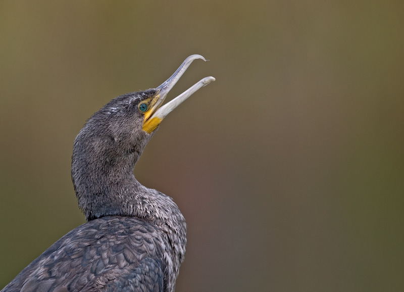 Cormorant - Phalacrocorax carbo - Lakes, Streams and Ponds