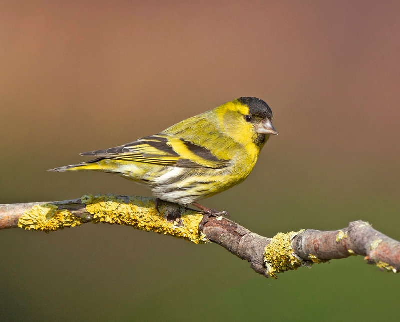 Siskin - Carduelis spinus - Hedgerows and Woodland