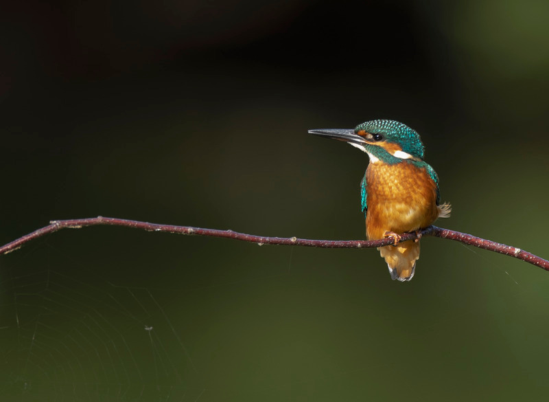 Kingfisher | Moore Nature Reserve