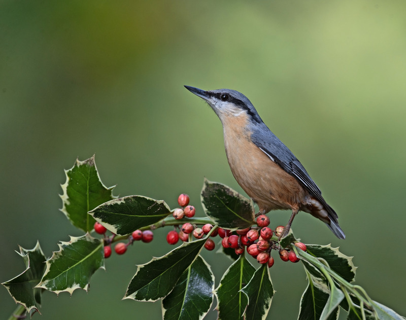 Nuthatch - Sitta europaea - Hedgerows and Woodland