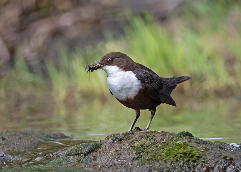 Dipper | Wildlife Photography