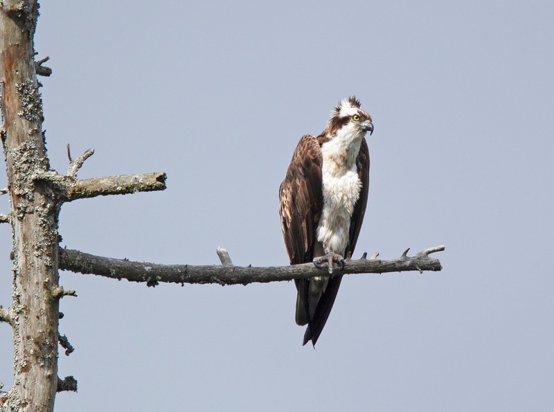 Osprey - Pandion haliaetus - Cairngorms