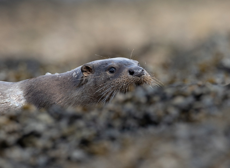 Otter | Ardnamurchan Wildlife Photography