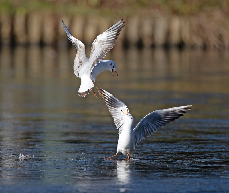 Black headed Gull - Chroicocephalus ridibundus - The Coast