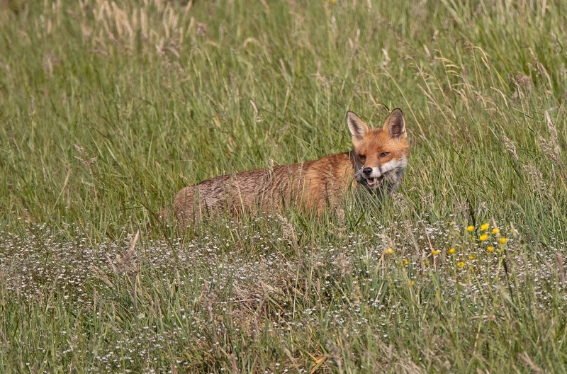 Red Fox - Vulpes vulpes - Mammals