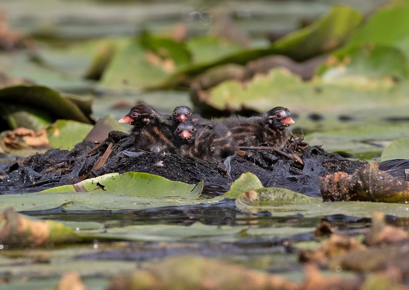 Little Grebe - Tachybaptus ruficollis - Lakes, Streams and Ponds