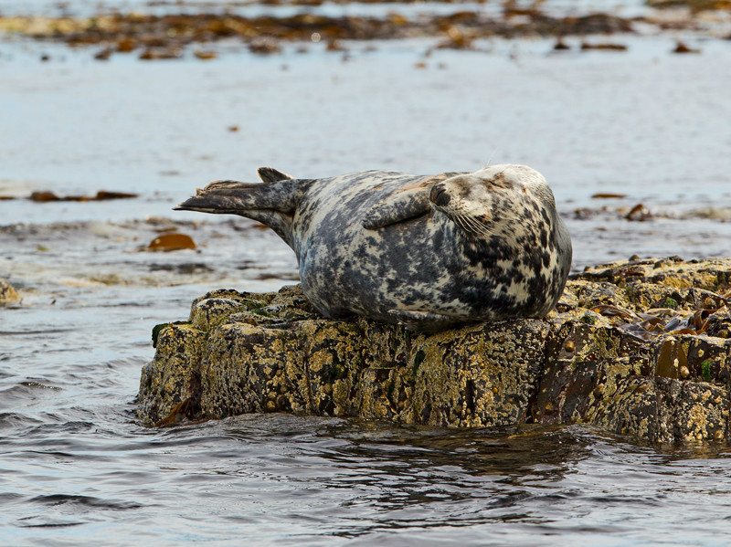 Grey Seal