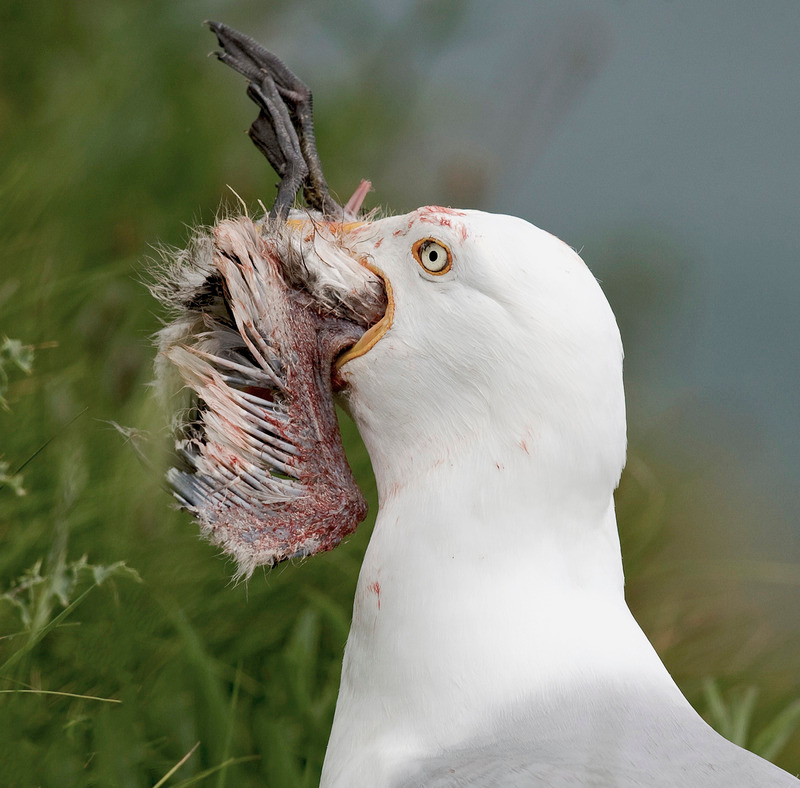 Herring Gull - Larus argentatus - The Coast