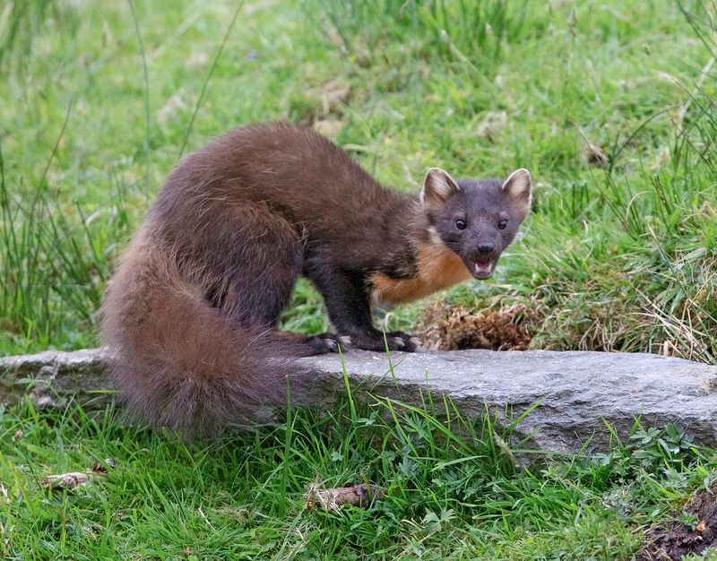 Pine Marten