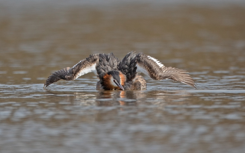 Great Crested Grebe - Podiceps cristatu - Lakes, Streams and Ponds