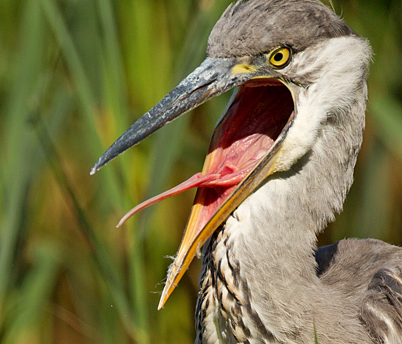 Grey Heron