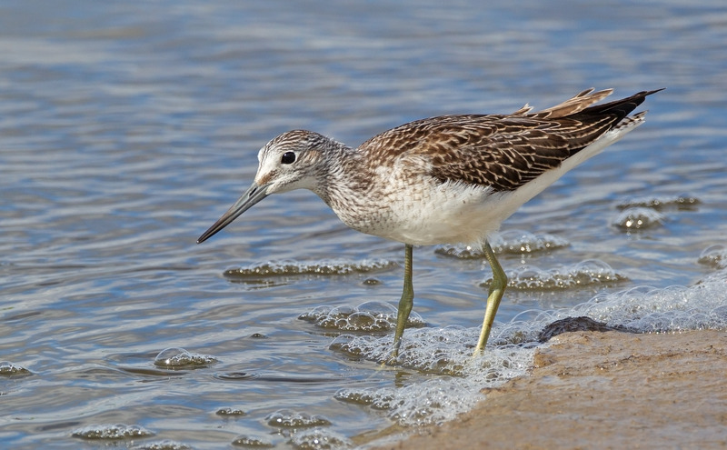Greenshank - Tringa nebularia - The Coast