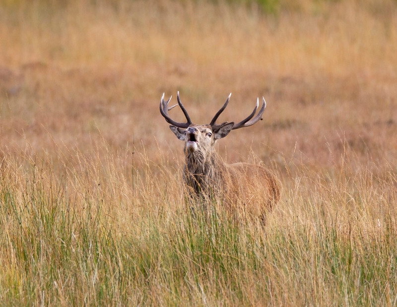 Red Deer Stag
