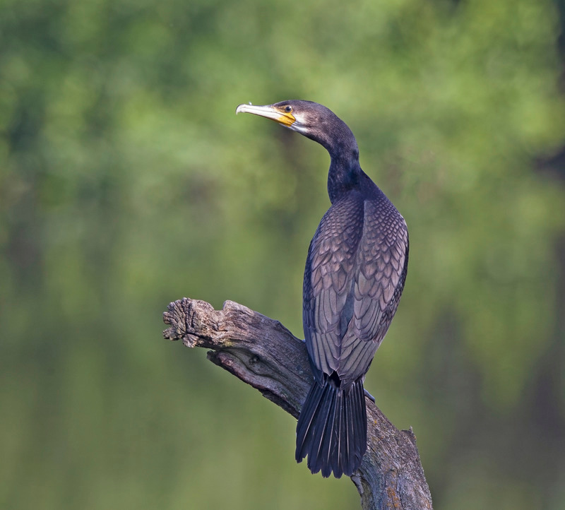 Cormorant | Moore Nature Reserve