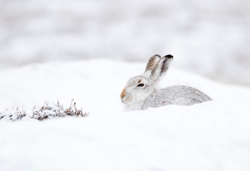 Mountain Hare - Lepus timidus - Cairngorms