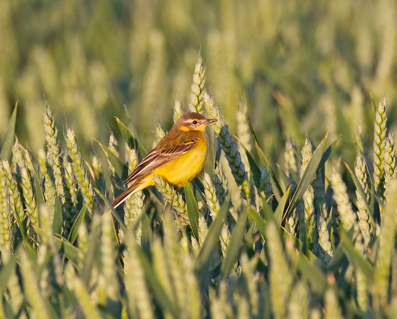 Yellow Wagtail | Frodsham Marsh