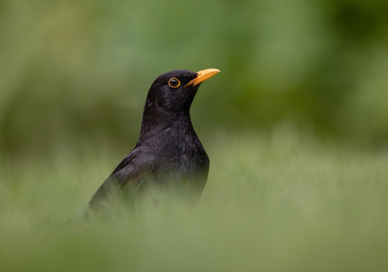 Blackbird - Turdus merula - Hedgerows and Woodland