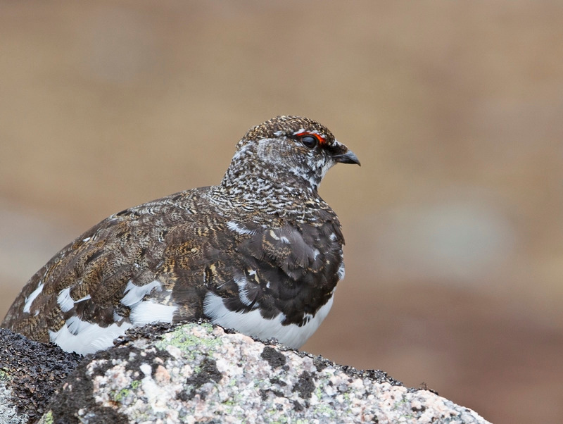 Ptarmigan - Lagopus muta - Cairngorms
