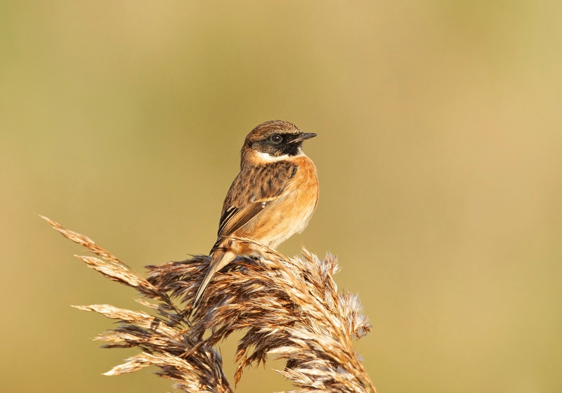 Stonechat