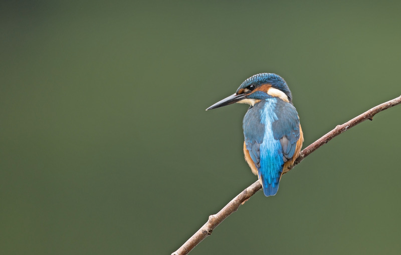 Kingfisher - Alcedo atthis - Lakes, Streams and Ponds