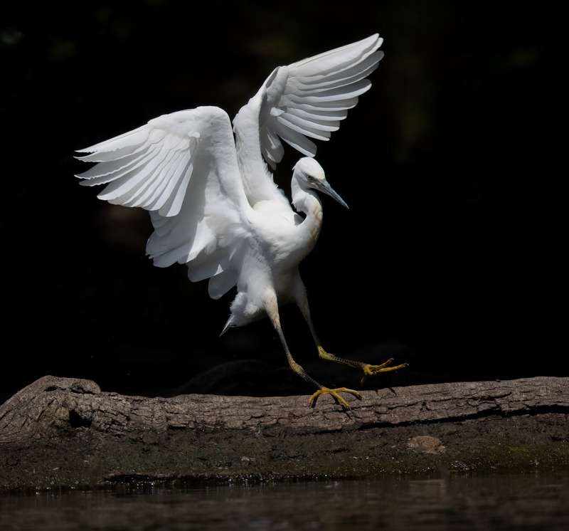 Little Egret Dunham Massey Wildlife