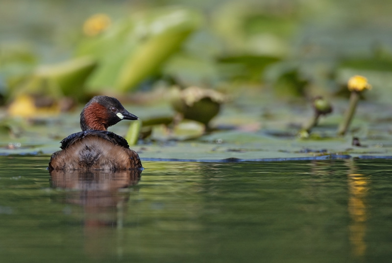 Little Grebe
