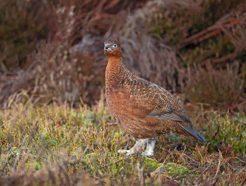 Red Grouse | Minera